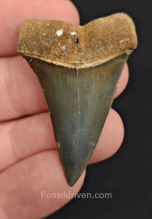1.74" Fossil Hastalis Mako Shark Tooth – Golden Beach, Florida | Fossil Driven - Fossil Driven