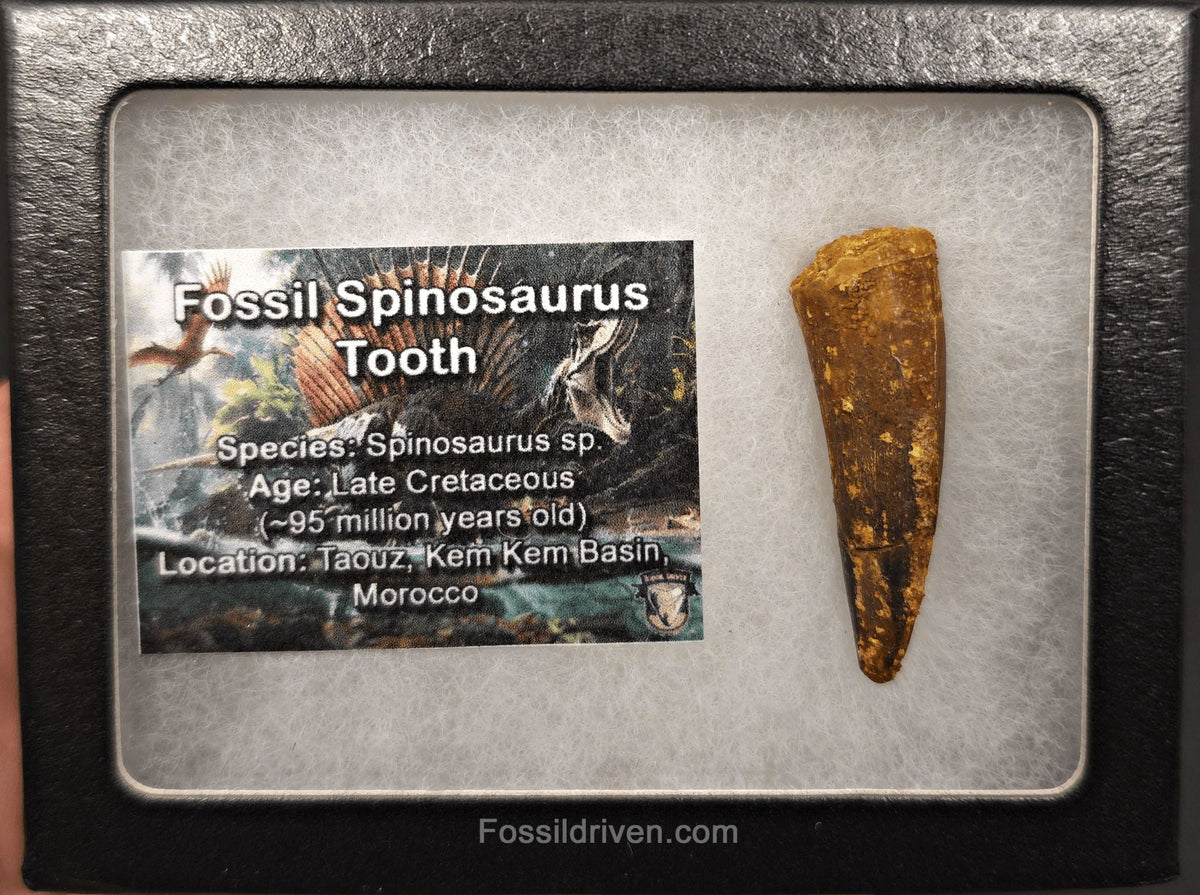 1.74" Fossil Spinosaurus Tooth - Real Dinosaur Tooth (Spino 2699) - Fossil Driven