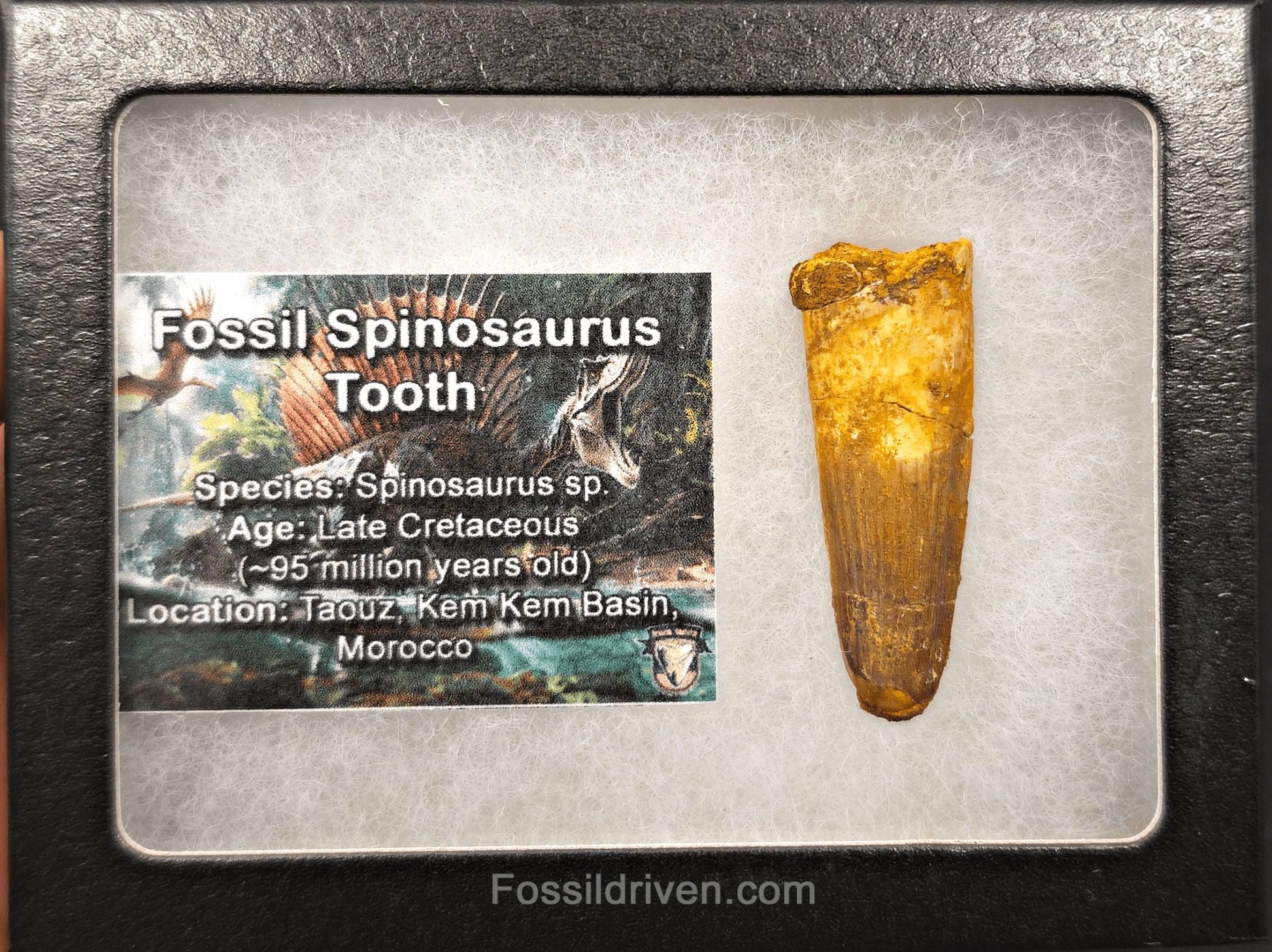 1.74" Fossil Spinosaurus Tooth - Real Dinosaur Tooth (Spino 2726) - Fossil Driven