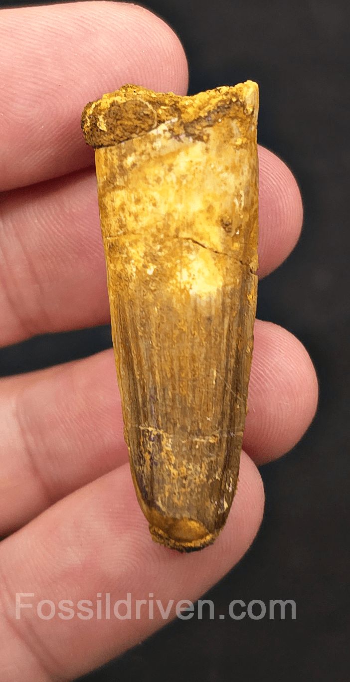 1.74" Fossil Spinosaurus Tooth - Real Dinosaur Tooth (Spino 2726) - Fossil Driven