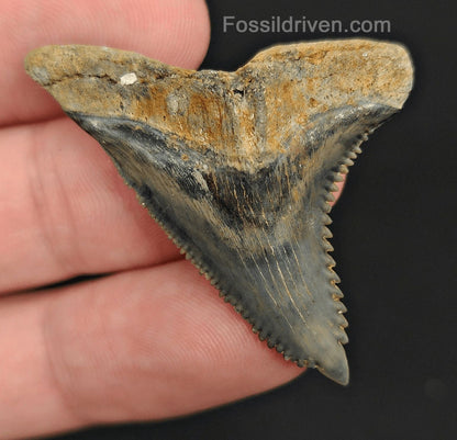 1.74" Hemipristis Tooth - Golden Beach, Florida - Killer Prehistoric Fossil - Fossil Driven