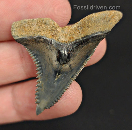 1.74" Hemipristis Tooth - Golden Beach, Florida - Killer Prehistoric Fossil - Fossil Driven