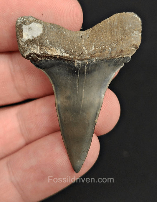 1.75" Fossil Hastalis Mako Shark Tooth – Venice, Florida | Fossil Driven - Fossil Driven