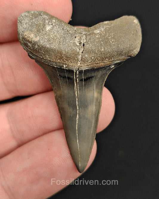 1.75" Fossil Hastalis Mako Shark Tooth – Venice, Florida | Fossil Driven - Fossil Driven
