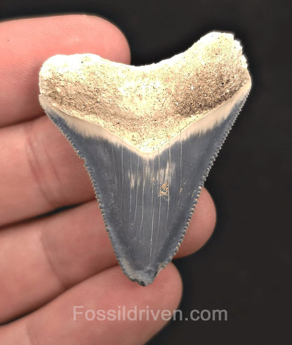 1.75" Sky Blue Fossil Megalodon Tooth - Bone Valley, Florida | Fossil Driven - Fossil Driven