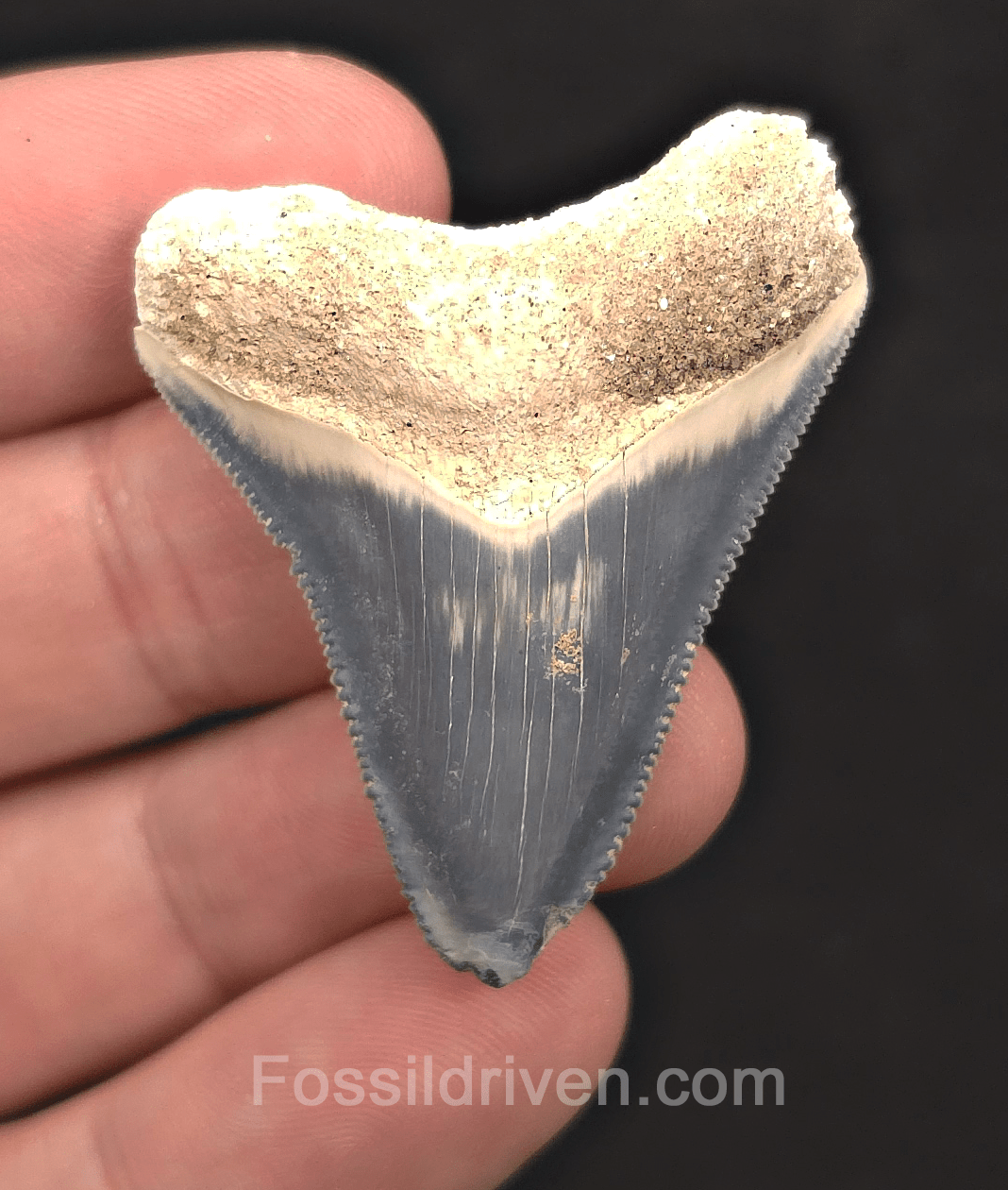 1.75" Sky Blue Fossil Megalodon Tooth - Bone Valley, Florida | Fossil Driven - Fossil Driven