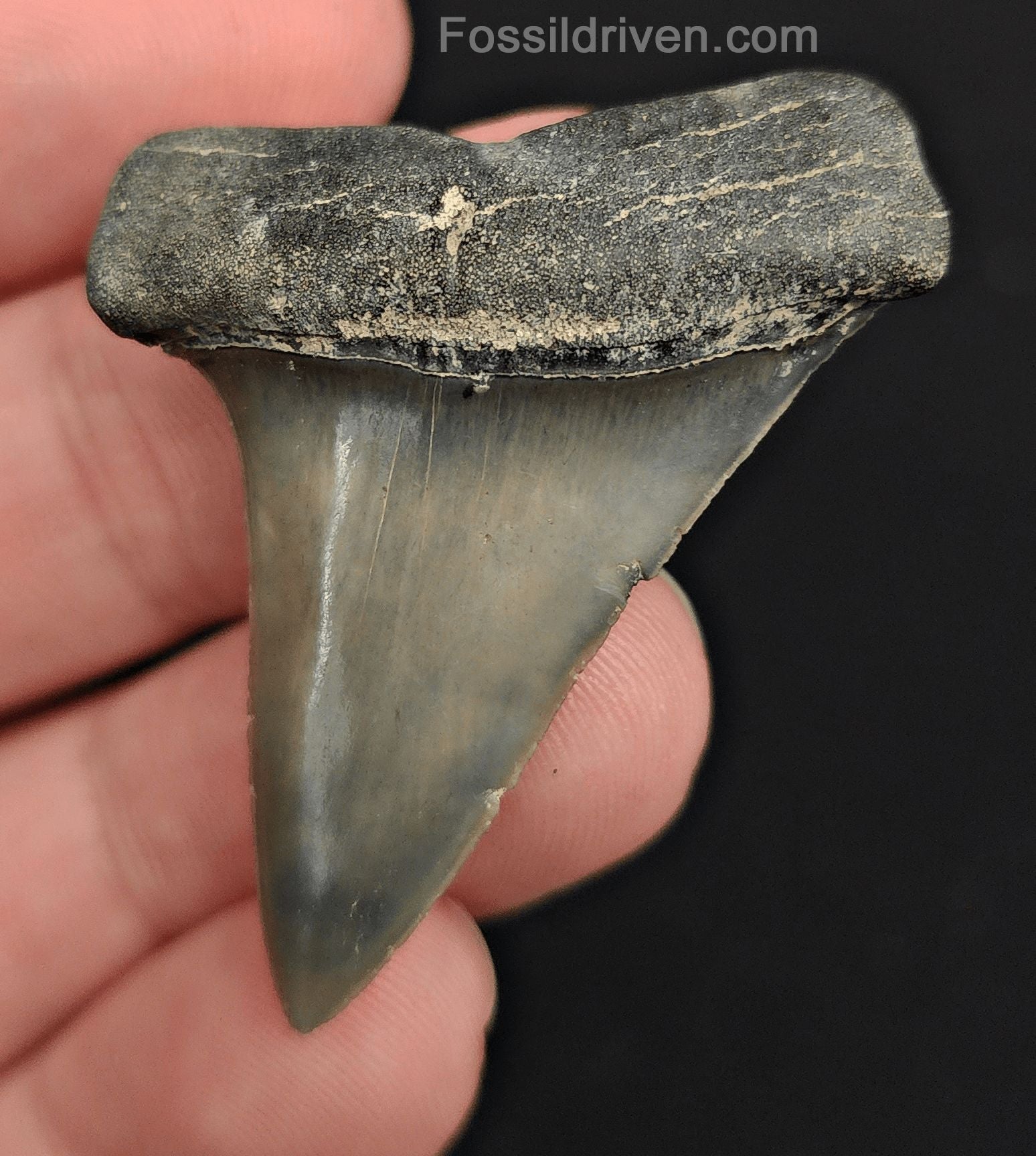 1.76" Fossil Hastalis Mako Shark Tooth – Venice, Florida | Fossil Driven - Fossil Driven