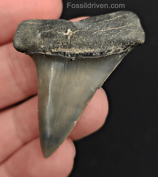 1.76" Fossil Hastalis Mako Shark Tooth – Venice, Florida | Fossil Driven - Fossil Driven