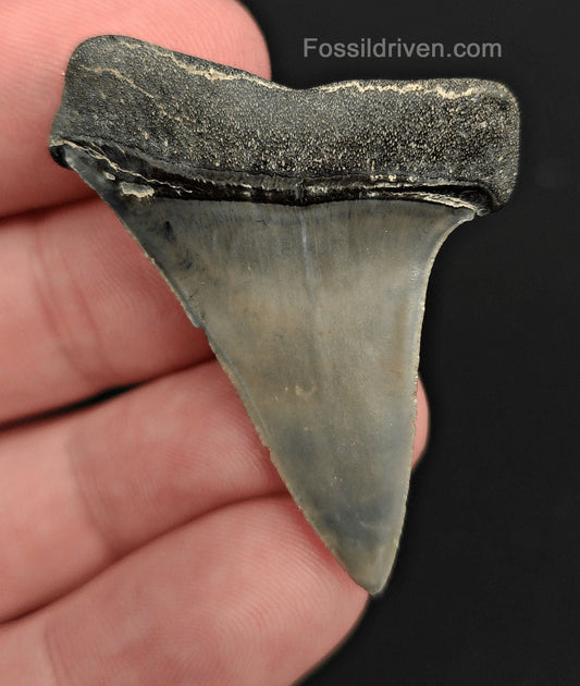 1.76" Fossil Hastalis Mako Shark Tooth – Venice, Florida | Fossil Driven - Fossil Driven