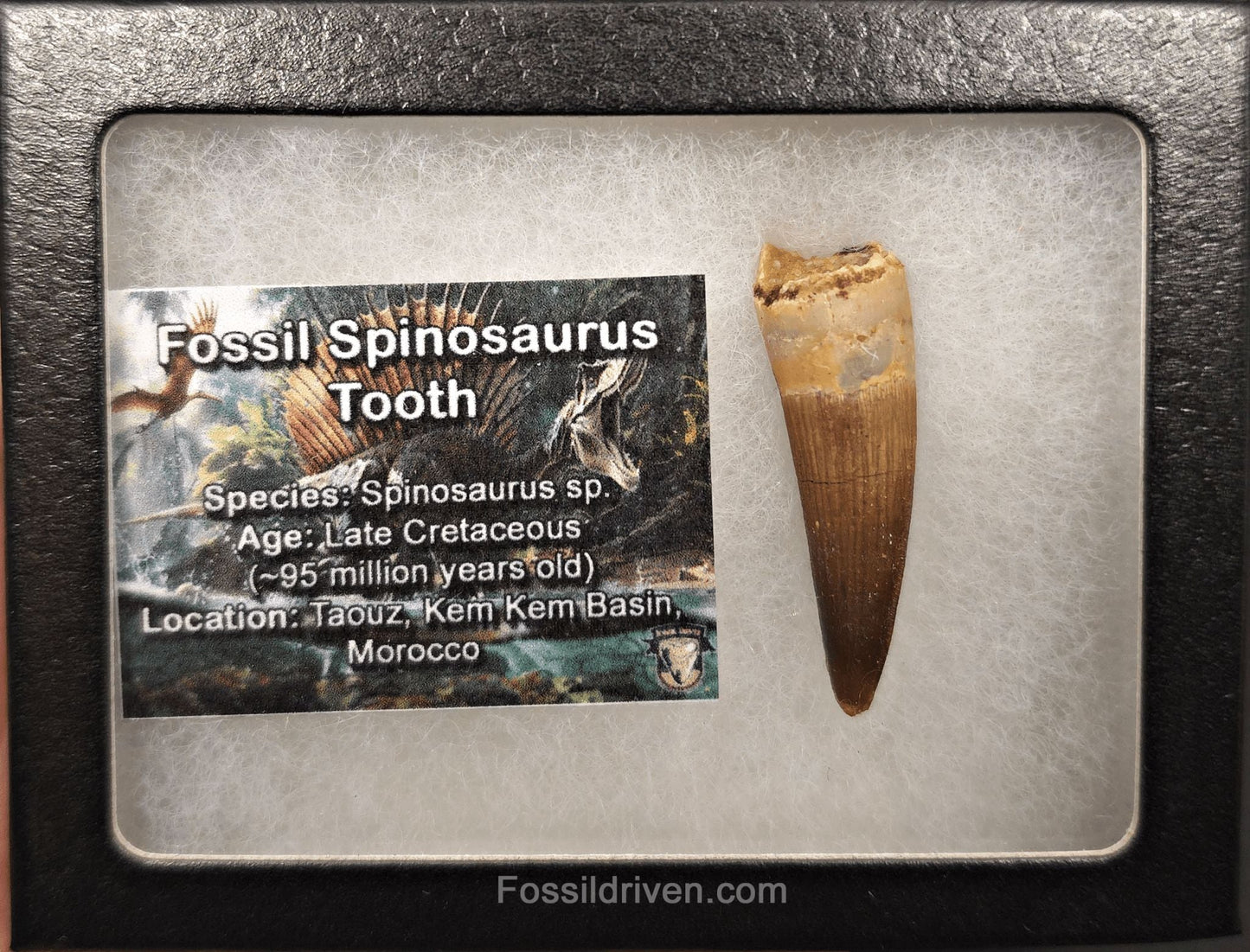 1.76" Fossil Spinosaurus Tooth - Real Dinosaur Tooth - Fossil Driven