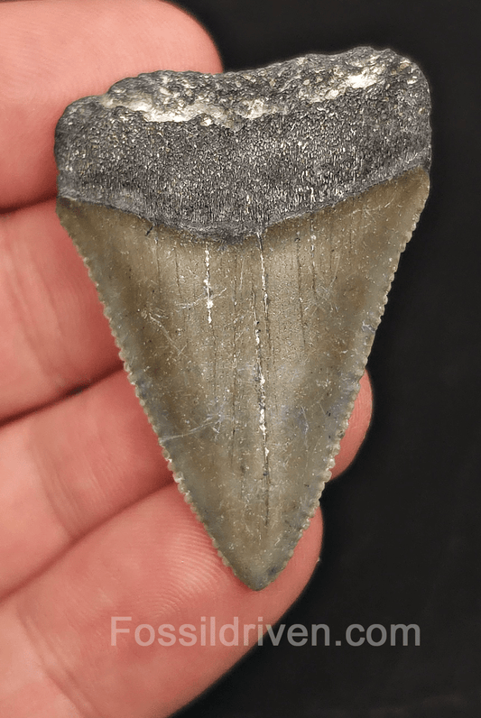1.77" Fossil Great White Tooth - St. Augustine, FL - 100% Authentic - Fossil Driven