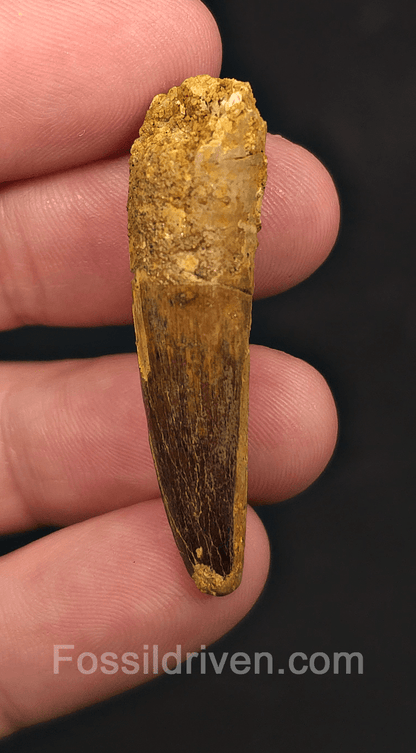 1.77" Fossil Spinosaurus Tooth - Real Dinosaur Tooth - Fossil Driven
