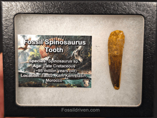 1.77" Fossil Spinosaurus Tooth - Real Dinosaur Tooth - Fossil Driven