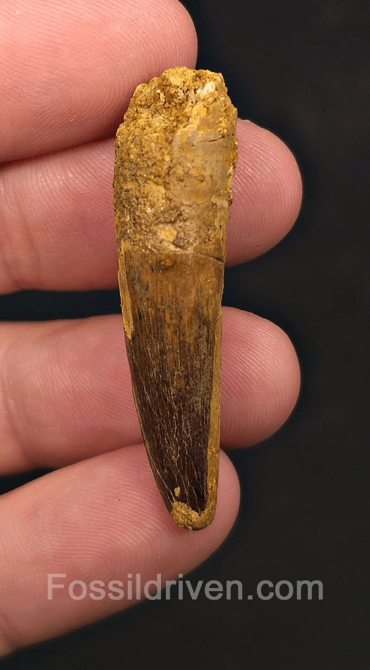 1.77" Fossil Spinosaurus Tooth - Real Dinosaur Tooth - Fossil Driven