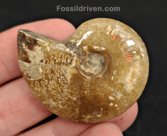 1.77" Red Flashy Iridescent Ammonite Fossil - Madagascar - Fossil Driven