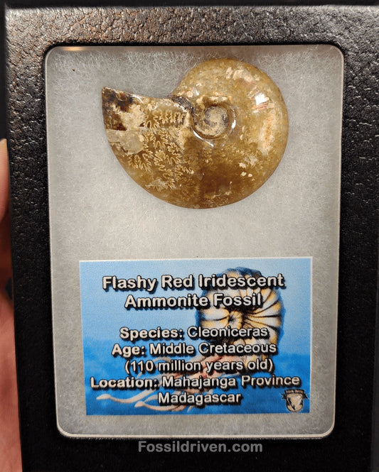 1.77" Red Flashy Iridescent Ammonite Fossil - Madagascar - Fossil Driven