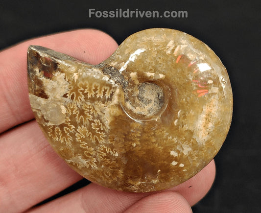 1.77" Red Flashy Iridescent Ammonite Fossil - Madagascar - Fossil Driven