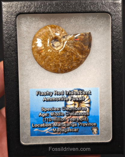 1.78" Red Flashy Iridescent Ammonite Fossil - Madagascar - Fossil Driven