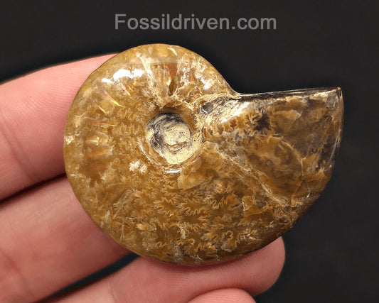 1.78" Red Flashy Iridescent Ammonite Fossil - Madagascar - Fossil Driven
