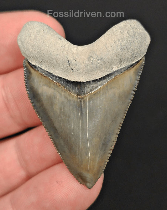 1.79" Fossil Hubbell Megalodon Tooth – Bone Valley, Florida | Fossil Driven - Fossil Driven