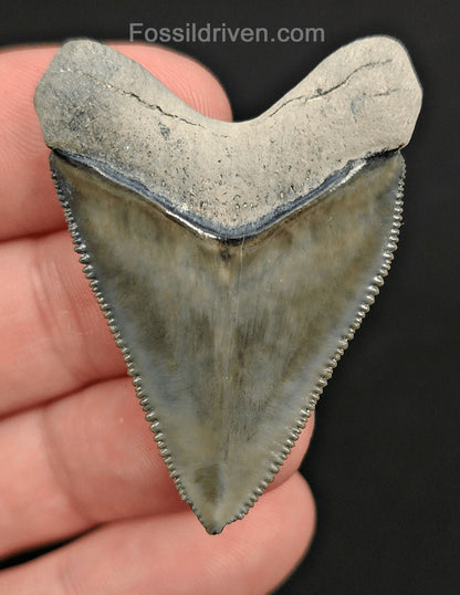1.79" Fossil Hubbell Megalodon Tooth – Bone Valley, Florida | Fossil Driven - Fossil Driven