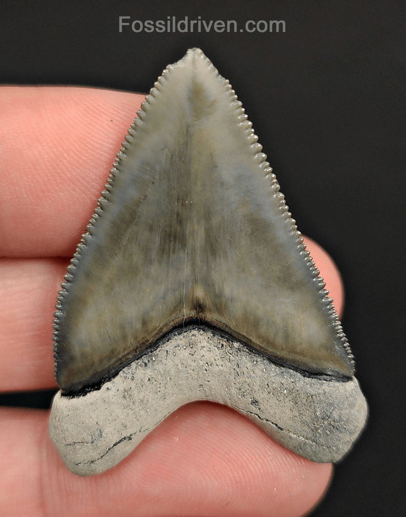 1.79" Fossil Hubbell Megalodon Tooth – Bone Valley, Florida | Fossil Driven - Fossil Driven