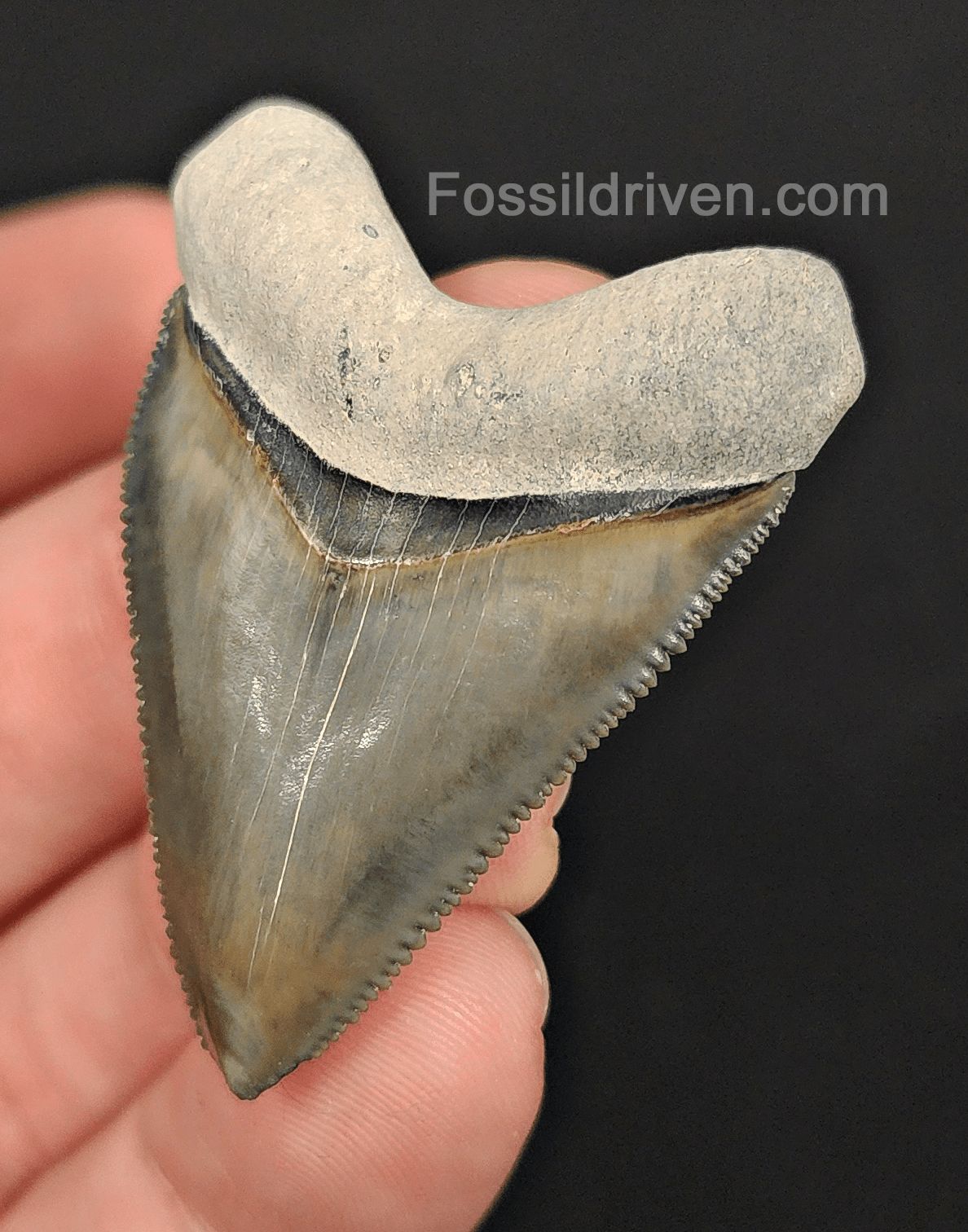 1.79" Fossil Hubbell Megalodon Tooth – Bone Valley, Florida | Fossil Driven - Fossil Driven