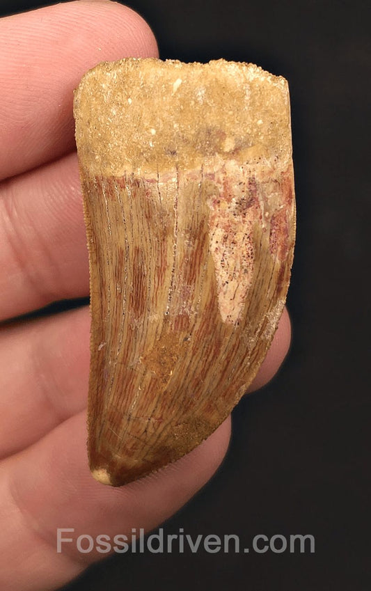 1.79" Serrated Carcharodontosaurus Tooth - Real Dinosaur Tooth - Fossil Driven