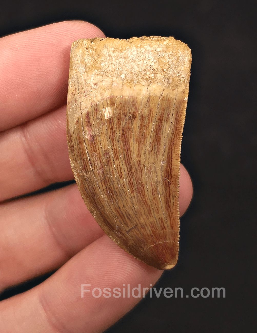 1.79" Serrated Carcharodontosaurus Tooth - Real Dinosaur Tooth - Fossil Driven