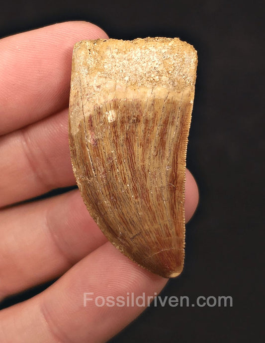 1.79" Serrated Carcharodontosaurus Tooth - Real Dinosaur Tooth - Fossil Driven