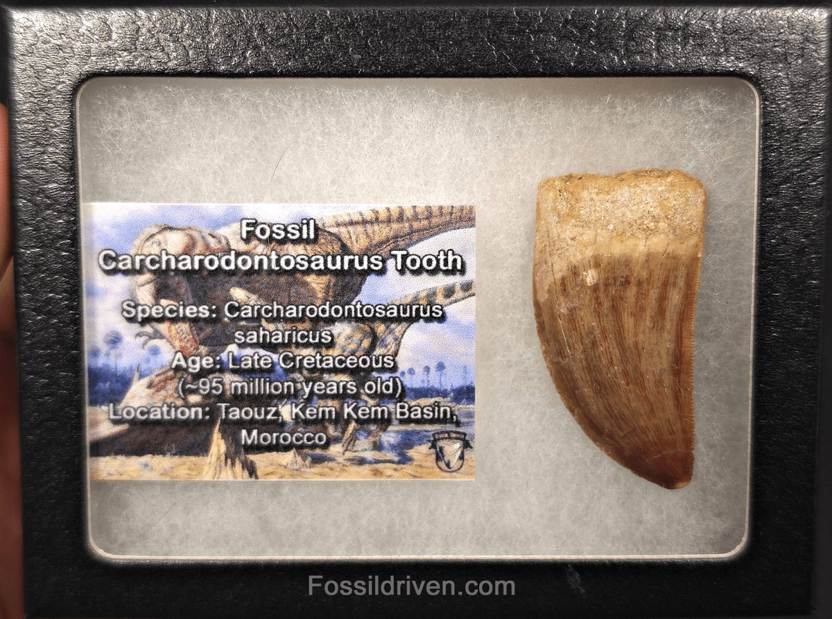 1.79" Serrated Carcharodontosaurus Tooth - Real Dinosaur Tooth - Fossil Driven
