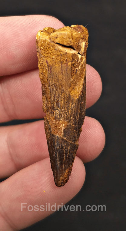 1.80" Fossil Spinosaurus Tooth - Real Dinosaur Tooth - Fossil Driven