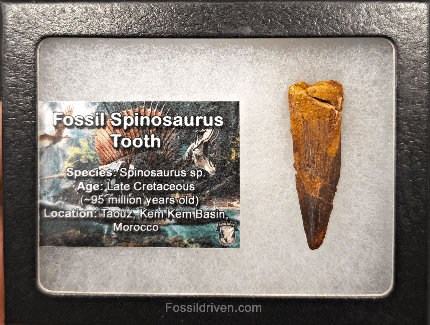 1.80" Fossil Spinosaurus Tooth - Real Dinosaur Tooth - Fossil Driven
