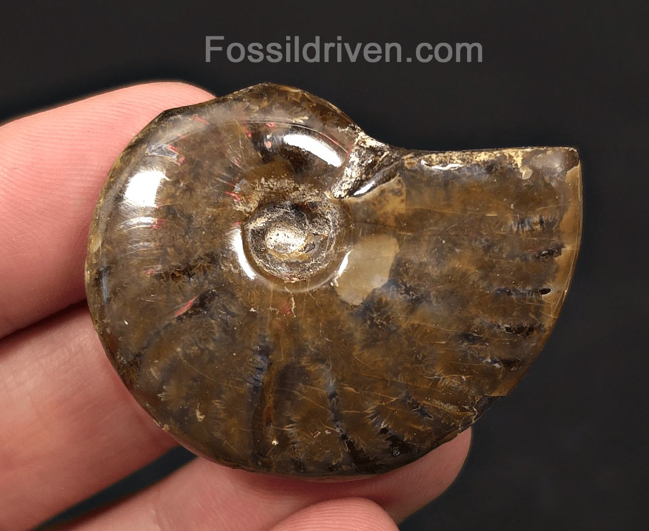 1.80" Red Flashy Iridescent Ammonite Fossil - Madagascar | Fossil Driven - Fossil Driven