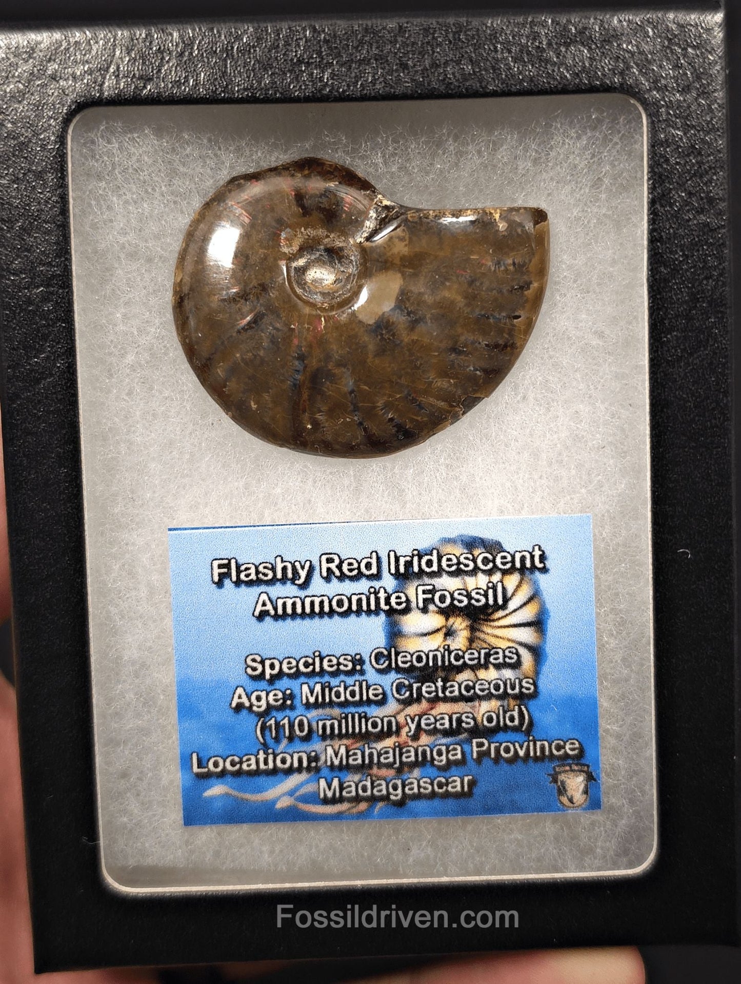 1.80" Red Flashy Iridescent Ammonite Fossil - Madagascar | Fossil Driven - Fossil Driven