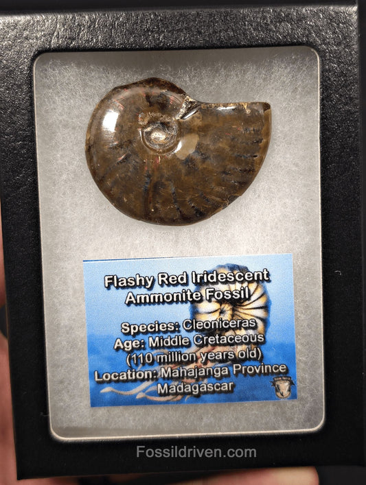 1.80" Red Flashy Iridescent Ammonite Fossil - Madagascar | Fossil Driven - Fossil Driven