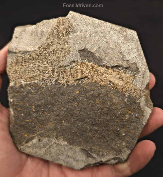 1.81" Fossil Starfish – Jurassic Sea Star from Morocco in 4.67" Matrix - Fossil Driven