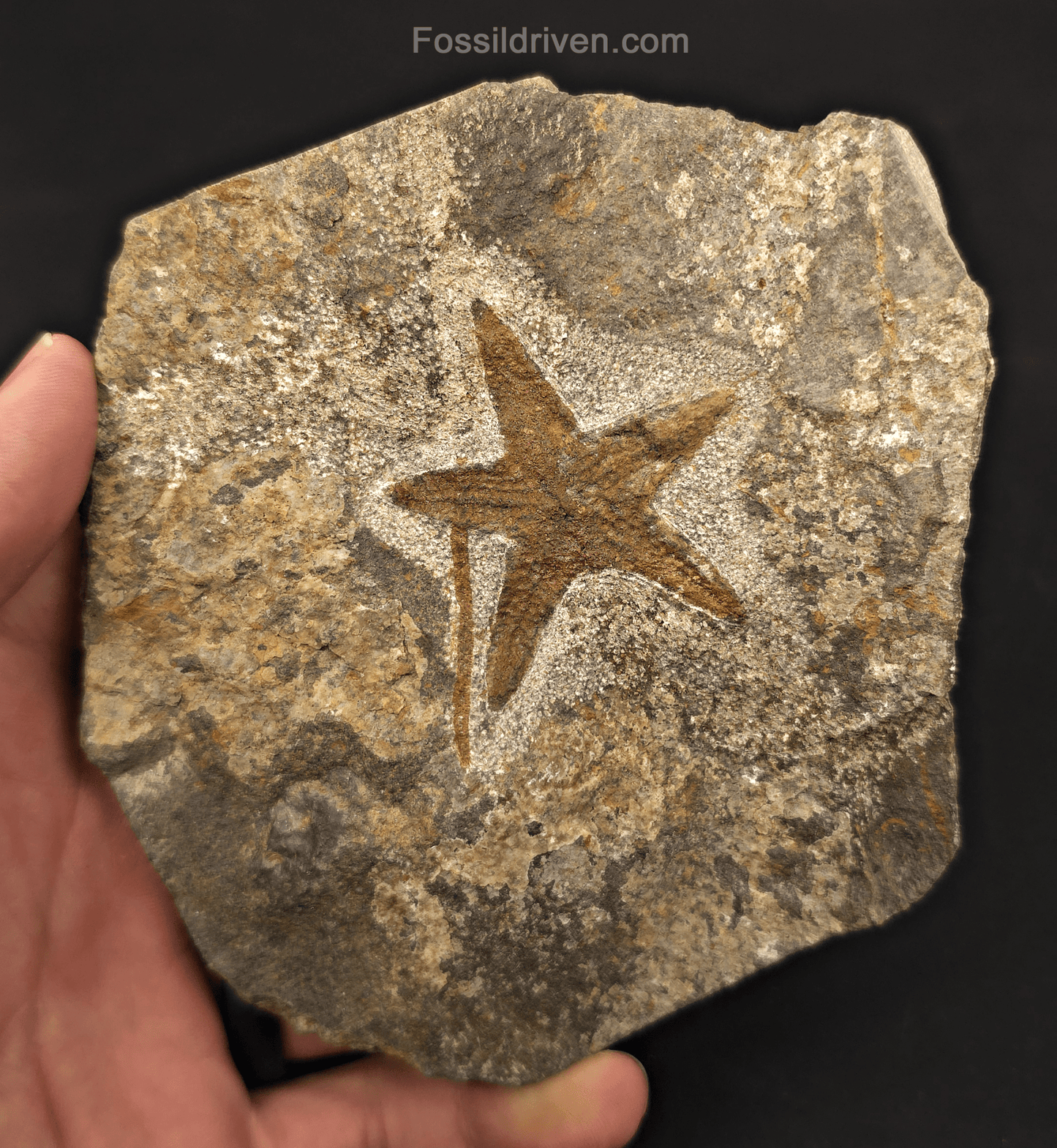 1.81" Fossil Starfish – Jurassic Sea Star from Morocco in 4.67" Matrix - Fossil Driven