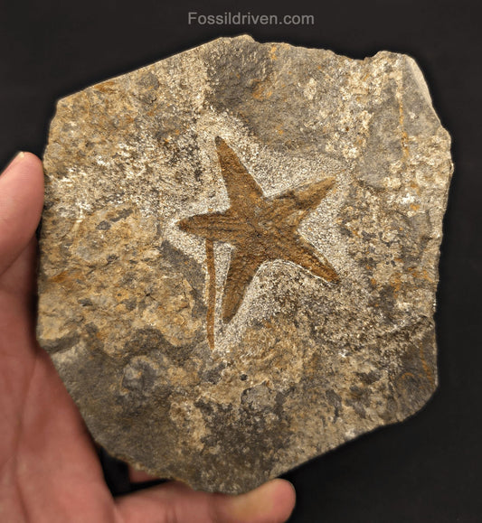 1.81" Fossil Starfish – Jurassic Sea Star from Morocco in 4.67" Matrix - Fossil Driven