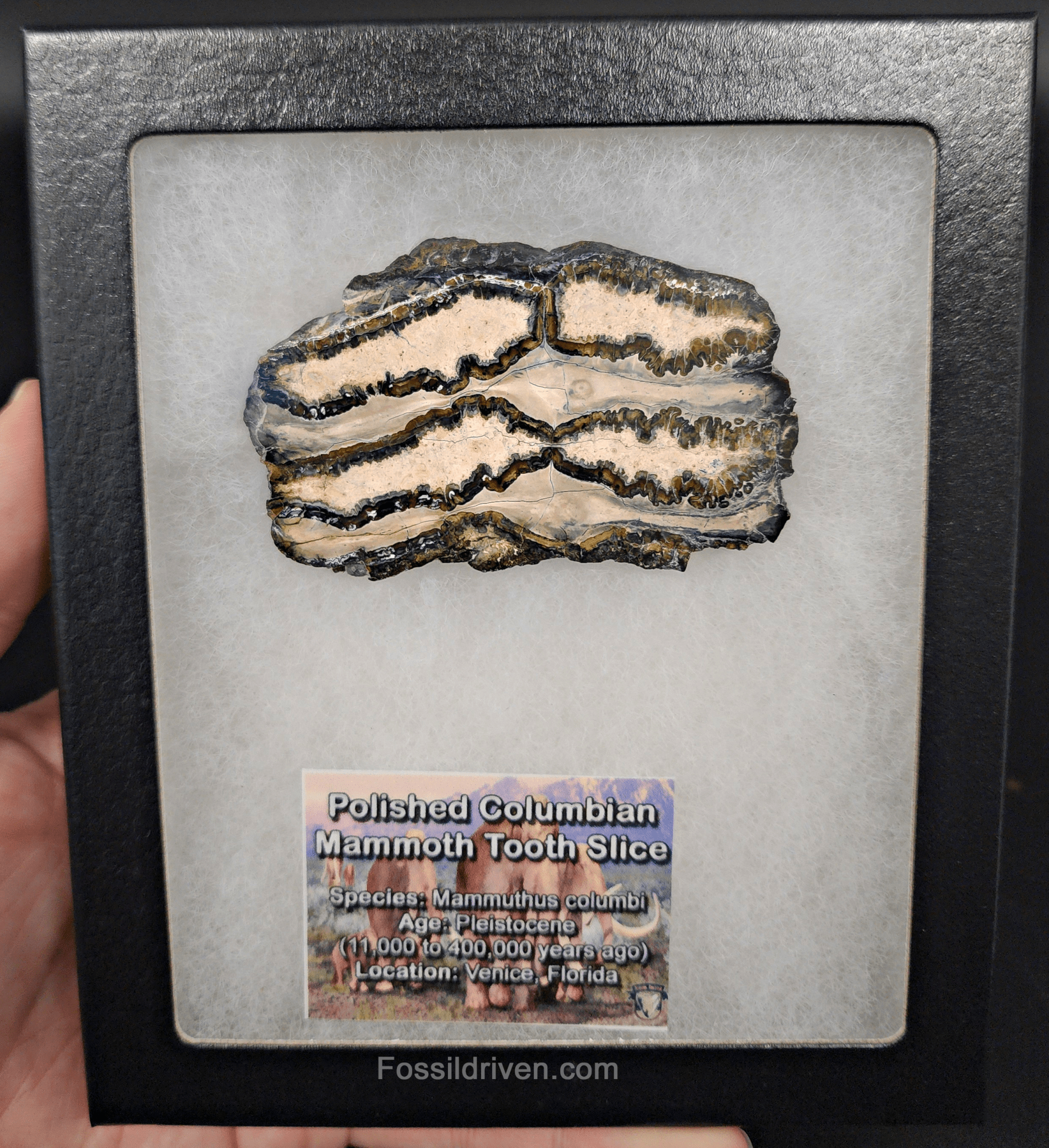 1.82" Columbian Mammoth Tooth Slice – Authentic Fossil | Fossil Driven - Fossil Driven