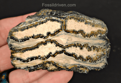 1.82" Columbian Mammoth Tooth Slice – Authentic Fossil | Fossil Driven - Fossil Driven