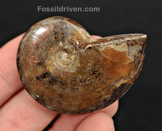 1.82" Red Flashy Iridescent Ammonite Fossil - Madagascar - Fossil Driven