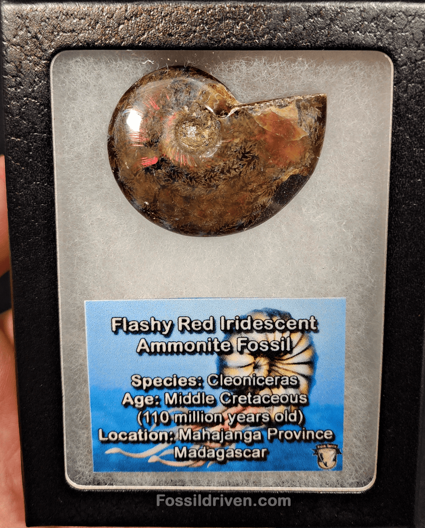1.82" Red Flashy Iridescent Ammonite Fossil - Madagascar - Fossil Driven