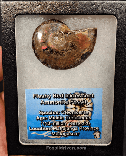 1.82" Red Flashy Iridescent Ammonite Fossil - Madagascar - Fossil Driven