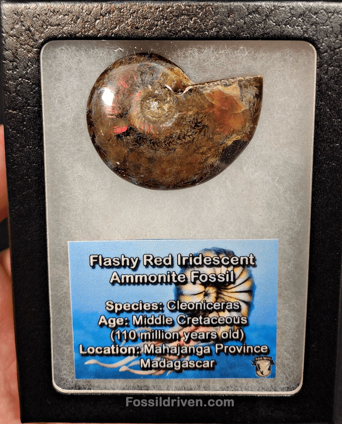 1.82" Red Flashy Iridescent Ammonite Fossil - Madagascar - Fossil Driven