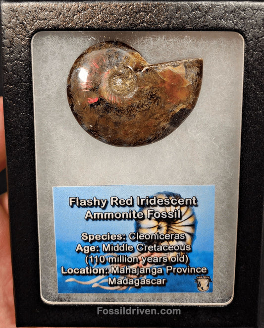 1.82" Red Flashy Iridescent Ammonite Fossil - Madagascar - Fossil Driven