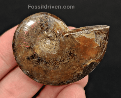 1.82" Red Flashy Iridescent Ammonite Fossil - Madagascar - Fossil Driven