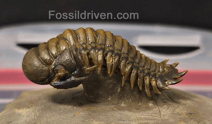 1.83" Flying Crotalocephalina Trilobite – Devonian – Issoumour, Morocco - Fossil Driven