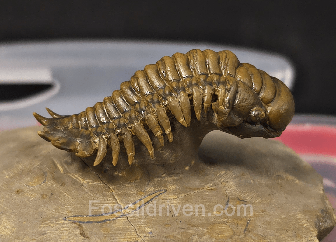 1.83" Flying Crotalocephalina Trilobite – Devonian – Issoumour, Morocco - Fossil Driven
