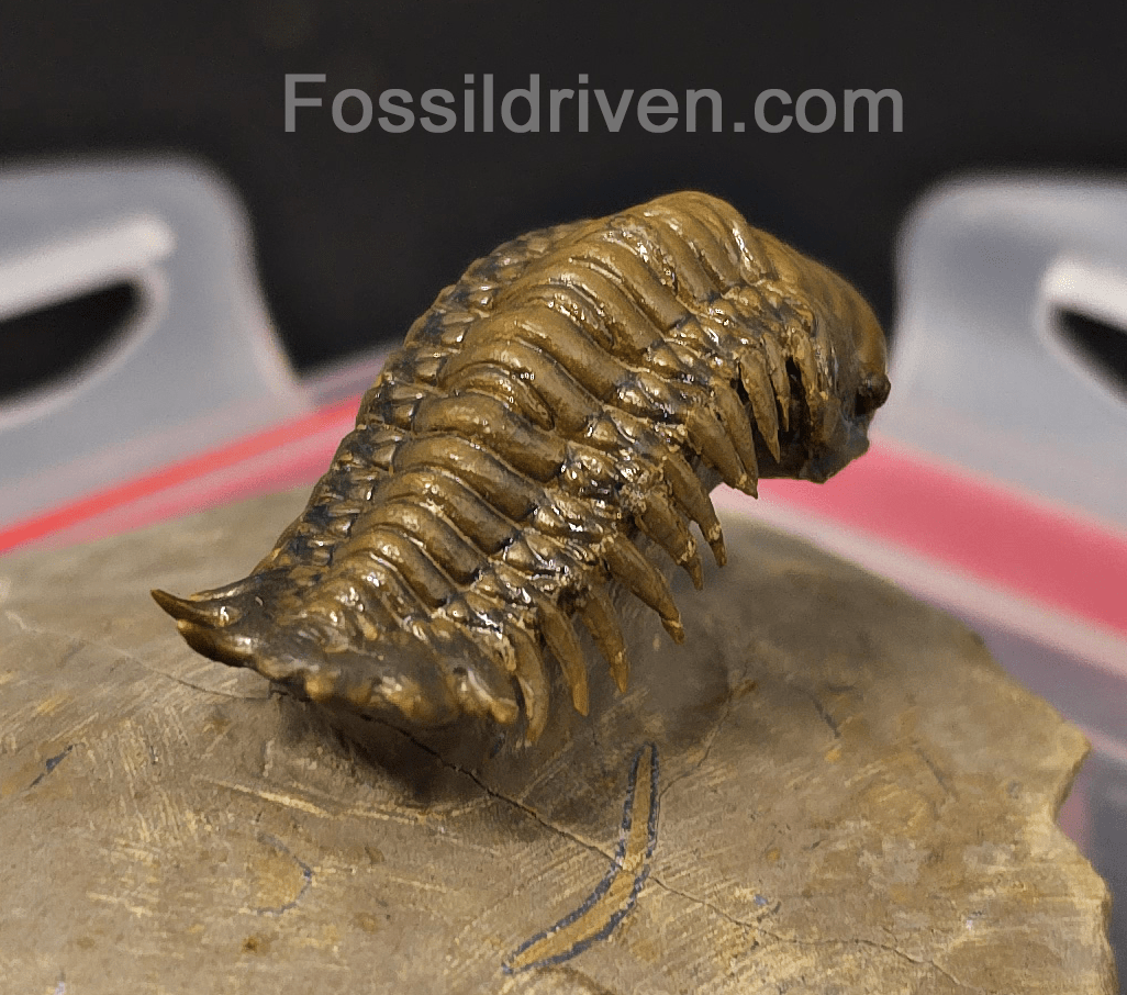 1.83" Flying Crotalocephalina Trilobite – Devonian – Issoumour, Morocco - Fossil Driven